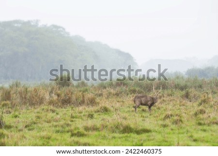 The Indian hog deer, or Indochinese hog deer, is a small cervid native to the region of the Indian subcontinent and Indo-Gangetic Plain. Royalty-Free Stock Photo #2422460375