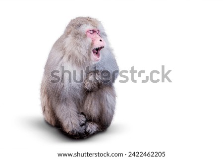 Snow monkeys - Japanese monkeys isolated on white background