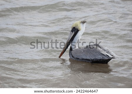 pelican a large water bird, known for their throat pouch