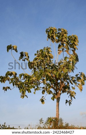 This teak tree stands with its leaves still intact, in the middle of the dry season. Royalty-Free Stock Photo #2422468427