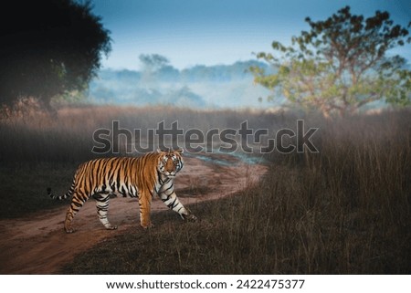 Tigers from Panna Tiger Reserve Royalty-Free Stock Photo #2422475377