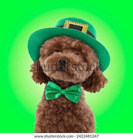 St. Patrick's day celebration. Cute Maltipoo dog with leprechaun hat and bow tie on green background