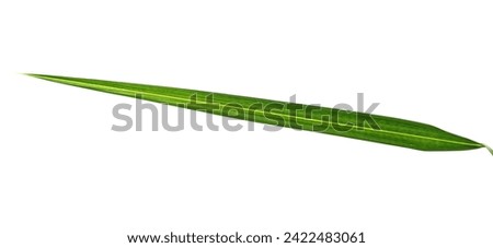 One green palm leaf isolated on white background