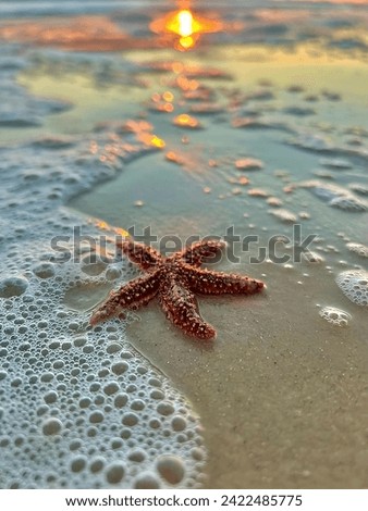 That starfish in the picture is absolutely stunning! It's peacefully resting on the sandy beach, with gentle waves lapping at its sides and playful bubbles floating around.