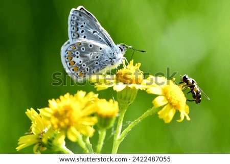 Icarus blue butterfly (Polyommatus icarus) and hoverfly seen on St. James-wort.  Royalty-Free Stock Photo #2422487055