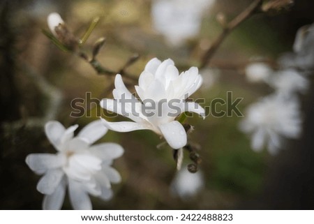 White blooming Star Magnolia in spring with water drops. Blooming Magnolia stellata tree with many branches and twigs. Stars form white flowers of magnolia