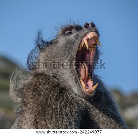 Chacma Baboon, cape Point, South Africa