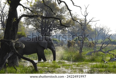 A lone bull Elephant splashing in the waters of the Okavango Delta