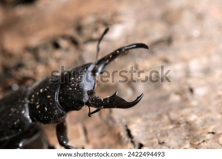 Japanese small stag beetle (Kokuwagata, male, Dorcus rectus) that has just come out of hibernation (Natural+flash light, macro close-up photography)
