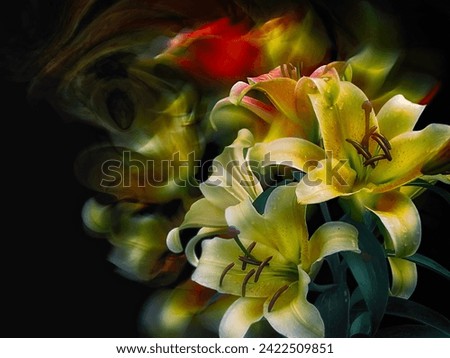 - yellow lilies, on a black background, double exposure.                               