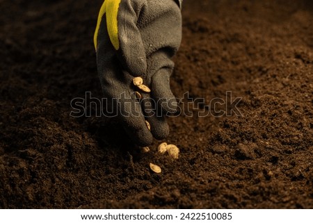 A beautiful picture of a gloved hand sowing seeds into the soil. In the sunlight, a woman plants vegetable seeds in the ground on a garden bed. Spring planting of vegetable seeds in a row.