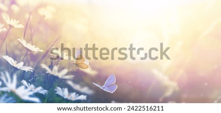 Beautiful spring field meadow flowers chamomile.  flying butterfly in morning sunny springtime meadow, nature landscape, Wide format Banner, copy space.