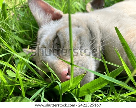 Fat cat playing in the grass