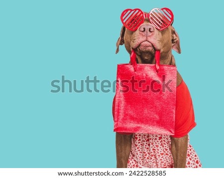 Cute brown puppy and red heart. Beautiful greeting card. Closeup, indoors. Studio shot. Congratulations for family, relatives, loved ones, friends and colleagues. Pets care concept