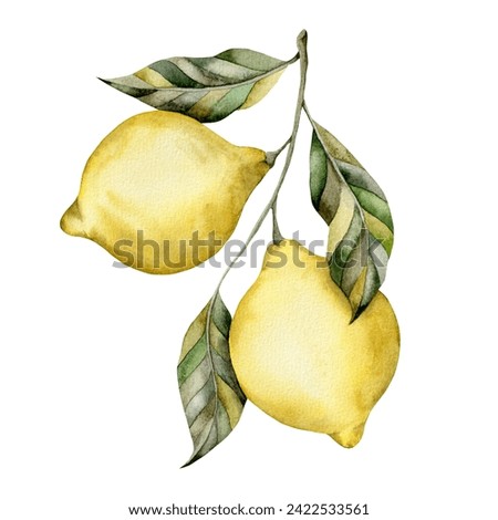Hand-drawn watercolor illustration with lemon on a branch with leaves. A set for decorating and designing souvenirs, posters, postcards, prints.