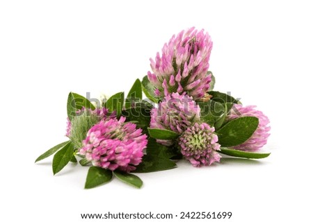 Red clover blossoms on white background, herbal plant is used as immune, antioxidant, in cosmetics, closeup, naturopathy and natural medicine concept
