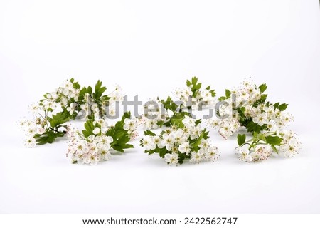 Common hawthorn branch with tiny white flowers in the spring isolate on white background. Crataegus monogyna, oneseed hawthorn, single-seeded hawthorn Royalty-Free Stock Photo #2422562747