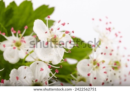 Common hawthorn branch with tiny white flowers in the spring isolate on white background. Crataegus monogyna, oneseed hawthorn, single-seeded hawthorn Royalty-Free Stock Photo #2422562751