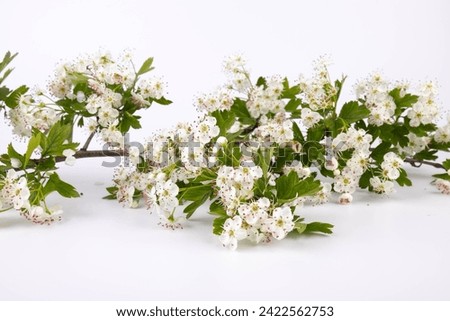 Common hawthorn branch with tiny white flowers in the spring isolate on white background. Crataegus monogyna, oneseed hawthorn, single-seeded hawthorn Royalty-Free Stock Photo #2422562753