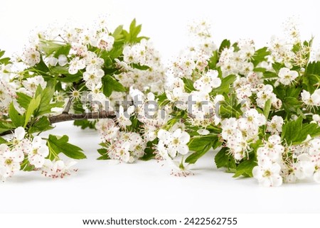 Common hawthorn branch with tiny white flowers in the spring isolate on white background. Crataegus monogyna, oneseed hawthorn, single-seeded hawthorn Royalty-Free Stock Photo #2422562755