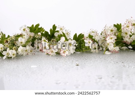 Common hawthorn branch with tiny white flowers in the spring isolate on white background. Crataegus monogyna, oneseed hawthorn, single-seeded hawthorn Royalty-Free Stock Photo #2422562757