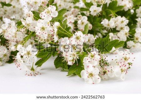 Common hawthorn branch with tiny white flowers in the spring isolate on white background. Crataegus monogyna, oneseed hawthorn, single-seeded hawthorn Royalty-Free Stock Photo #2422562763