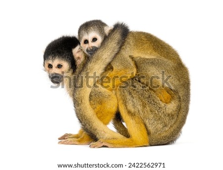 Side view of mother and baby Black-capped squirrel monkey on its back, Saimiri boliviensis Royalty-Free Stock Photo #2422562971
