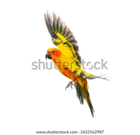 sun parakeet bird, Aratinga solstitialis, flying, isolated on white Royalty-Free Stock Photo #2422562987