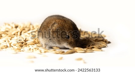 Voles are notorious pests of agriculture and households. Rodents damage grains, vegetables and fruits on a massive scale. Large-toothed redback vole gnaws shelled oats on white background Royalty-Free Stock Photo #2422563133