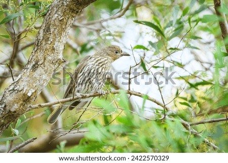 Australasian figbird (Sphecotheres vieillot) female medium sized bird, animal sitting on a tree branch in the park.