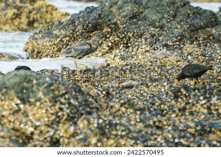 Pacific reef heron (Egretta sacra) a large water bird with dark plumage, dark morph, the animal stands on a rock covered with shells on the seashore, view from the Australian coast.