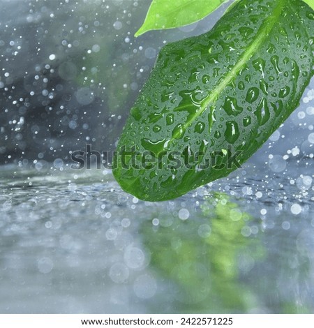 Green leaves under the rain. water droplets on leaves after rain.
