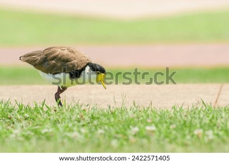 Masked lapwing (Vanellus miles) medium sized bird, animal walks on the green grass in the park.