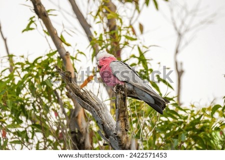 Galah (Eolophus roseicapilla) parrot, medium-sized bird with pinkish-gray plumage, the animal sits high on a branch of a eucalyptus tree. Royalty-Free Stock Photo #2422571453