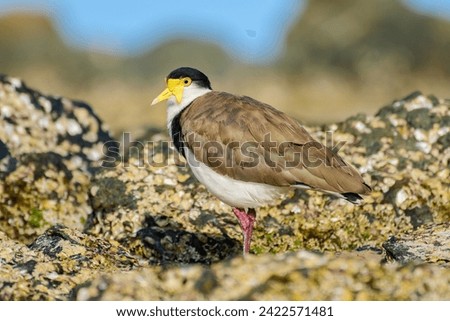 Masked lapwing (Vanellus miles) medium size bird, animal stands between rocks covered with shells on the seashore, summer sunny day.