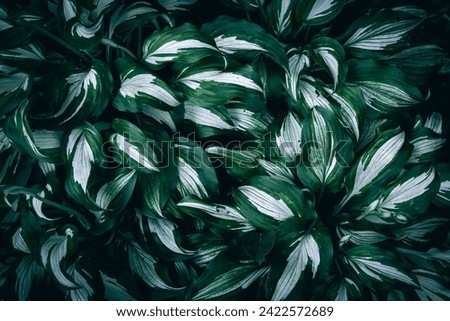 Dark green Hosta plant leaves pattern texture Royalty-Free Stock Photo #2422572689