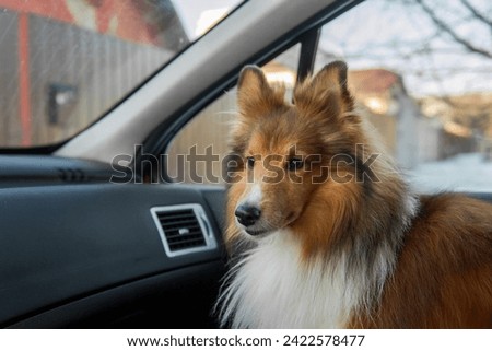 Cute Sheltie on his way to the dog park, waiting for the owner in the car, wide angle picture