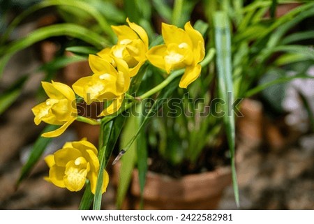 Close up picture of Yellow Cymbidium Orchids (var. Shiny yellow) flowers blooming in the greenhouse. Orchid pattern. Orchid background