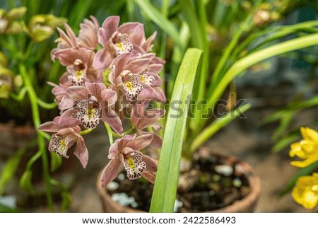 Close up picture of Yellow Cymbidium Orchids (var.Imogene Coca ) flowers blooming in the greenhouse.  Orchid pattern. Orchid background