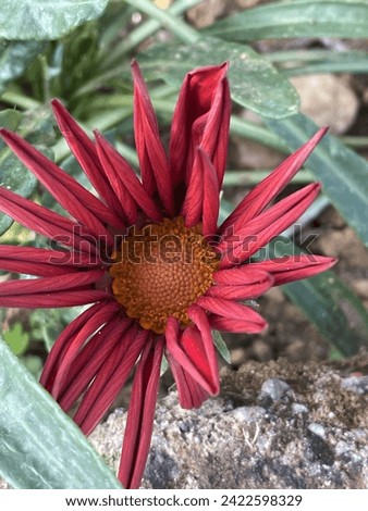 Gazania or African daisy is a species of flowering plant in the family Asteraceae.