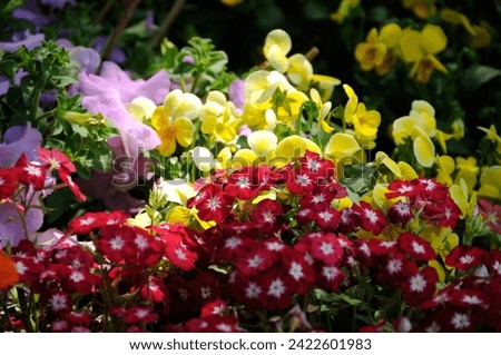 Pansy - Yellow-Maroon Mix Color Wavy Viola Flower