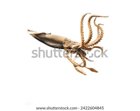 Giant Squid : Very little is known about the life cycle of this squid. Believed to hunt prey such as Marine worms and other deep-sea octopuses Using your own glow May eat small fish. Royalty-Free Stock Photo #2422604845