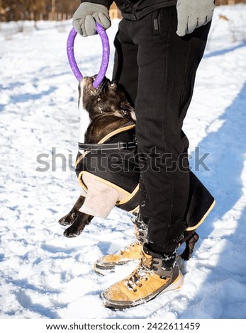 French bulldog at the owner's feet has his teeth clenched and is biting a puller toy. The dog is dressed. Winter. Training. The photo is blurred. High quality photo