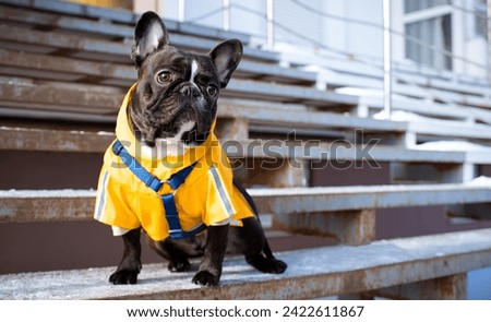 French bulldog wearing a yellow raincoat and sweater. The dog is sitting on the steps near the house. Winter and cold. The photo is blurred. High quality photo