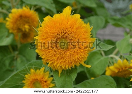 close-up of Pom Sunflower within a group of Pom Sunflowers