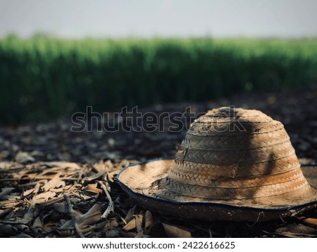 Nature, rice plants, hats, background pictures make you feel comfortable when you look at them.