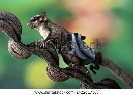 Sugar glider and its baby on a tree branch