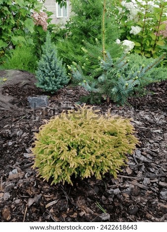 Thuja occidentalis Golden Tuffet on a mulched pine bark bed with coniferous plants.Picea glauca Sander's Blue and  Picea omorika Pendula. flower Wallpaper. Royalty-Free Stock Photo #2422618643