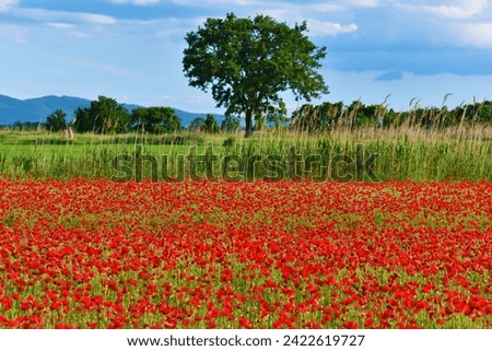 Poppy field at Lake Trasimeno, Umbria Royalty-Free Stock Photo #2422619727