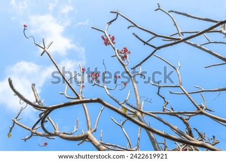 Snow covered tree branches against a blue winter sky Royalty-Free Stock Photo #2422619921